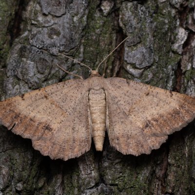 Selidosema plumaria (tmavoskvrnáč čilimníkový), PP Milovická stráň