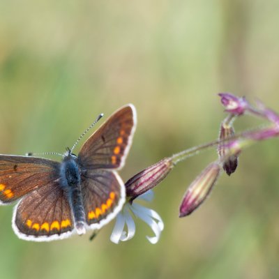 Aricia agestis (modrásek tmavohnědý), PR Kamenný vrch