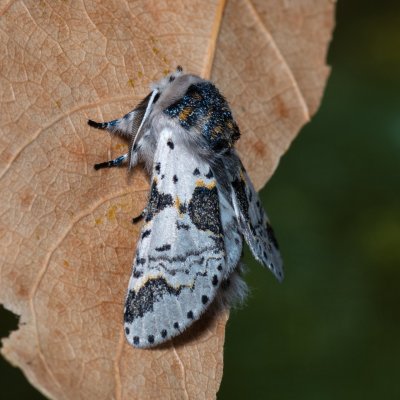Furcula bicuspis (hranostajník březový), Říčky