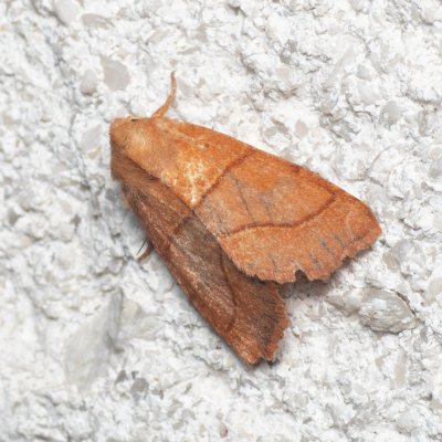 Atethmia centrago (zlatokřídlec jasanový), Melč, Mokřinky