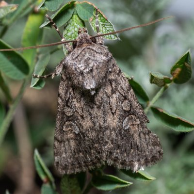 Dichagyris forcipula (osenice šedokřídlá), NPP Pouzdřanská step - Kolby