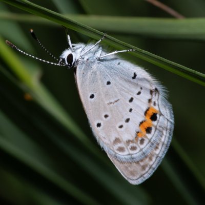 Cupido argiades (modrásek štírovníkový), Klentnice