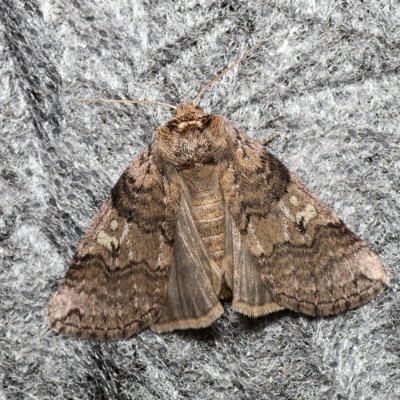 Tethea or (můřice obecná), Augšperský potok