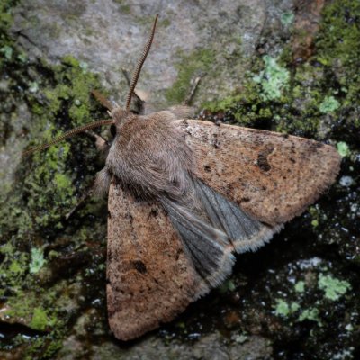 Orthosia cruda (jarnice menší), Žebětín