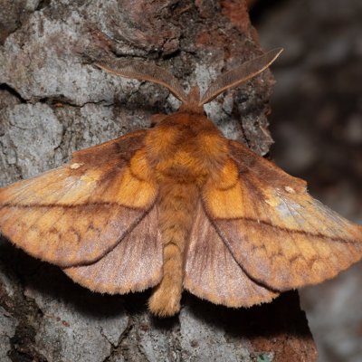 Euthrix potatoria (bourovec trávový), Devět křížů