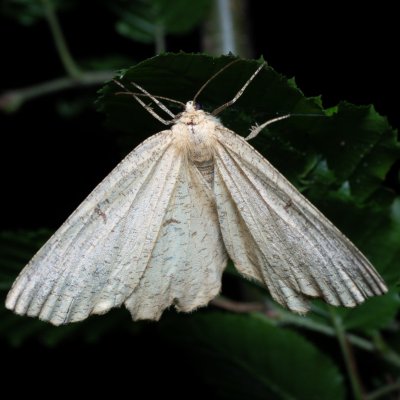 Angerona prunaria (zejkovec trnkový), Žebětín