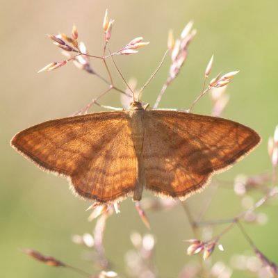 Idaea ochrata (žlutokřídlec okrový) / Idaea serpentata (žlutokřídlec hlínožlutý), PR Kamenný vrch