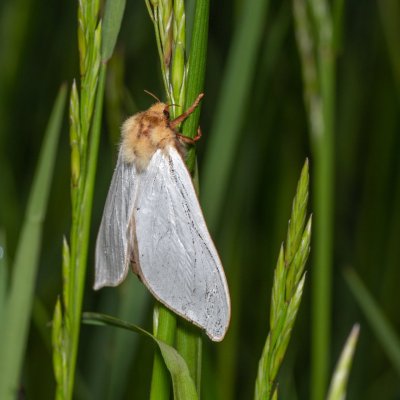 Hepialus humuli (hrotnokřídlec chmelový), IT, Kreuzbergpass, Jižní Tyrolsko
