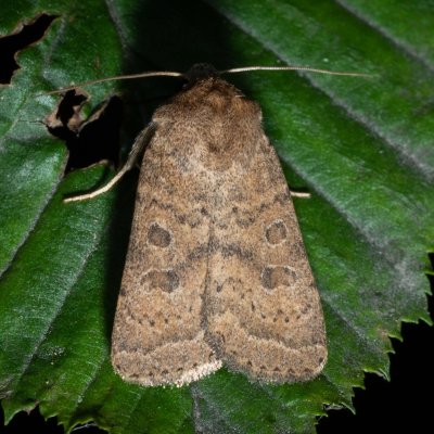 Hoplodrina octogenaria (blýskavka ptačincová), Žebětín