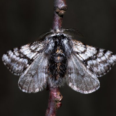 Lycia pomonaria (drsnokřídlec ovocný), Ždánický les