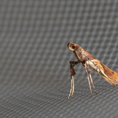 Caloptilia hemidactylella (-), Henčov