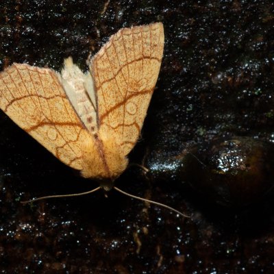 Tiliacea citrago (zlatokřídlec lipový), Kývalka