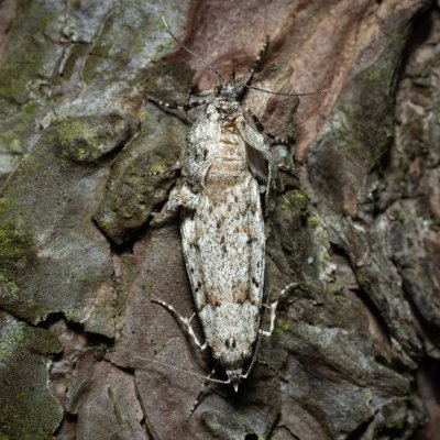 Diurnea fagella (šedivěnka jarní), Žebětín
