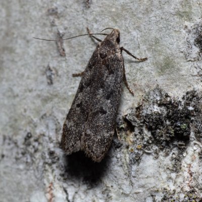 Anacampsis populella (-), Hády - odkaliště