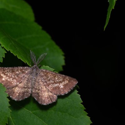 Ematurga atomaria (tmavoskvrnáč vřesový), NPP Malhotky