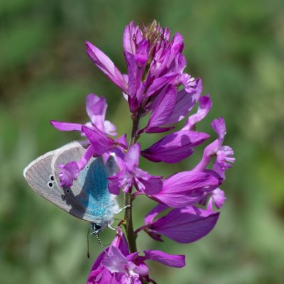 Glaucopsyche alexis (modrásek kozincový), Hády