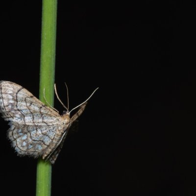 Idaea moniliata (žlutokřídlec běloskvrnný), Hády - lesní lom