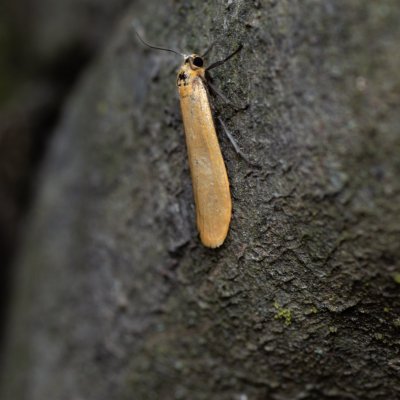 Eilema sororcula (lišejníkovec žlutý), PP Pekárna