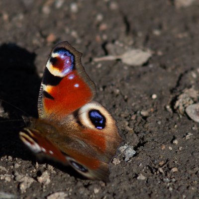 Aglais io (babočka paví oko), PP Augšperský potok