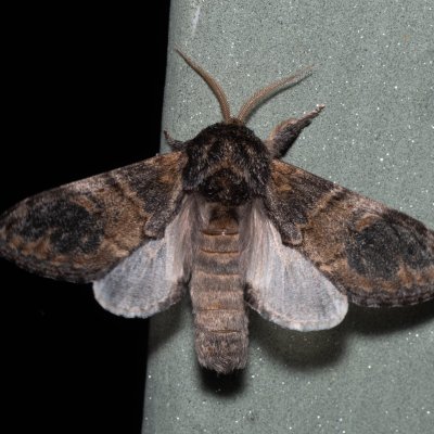 Notodonta tritophus (hřbetozubec topolový), Kývalka