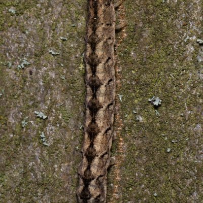 Polia nebulosa (můra jitrocelová), Augšperský potok