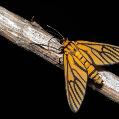 Amata tigrina (-), TH, Khao Sok