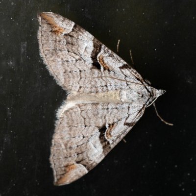 Aplocera praeformata (píďalka třezalková), SK, Štôla