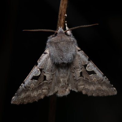 Orthosia gothica (jarnice ovocná), PP Člupy