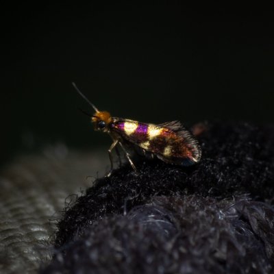 Micropterix myrtetella (-), GR, Sokraki, Korfu