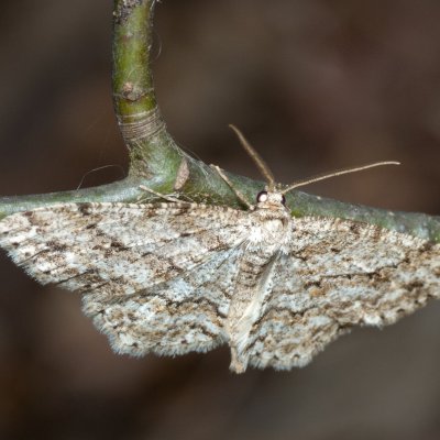 Ectropis crepuscularia (různorožec orlíčkový), Žebětín