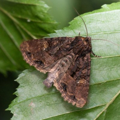 Mesapamea secalis/secalella (šedavka/přehlížená), Žebětín