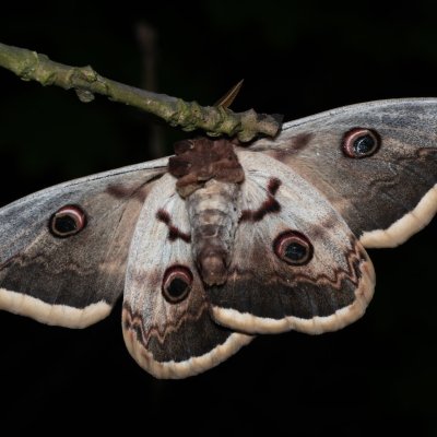 Saturnia pyri (martináč hrušňový), PR Kamenný vrch