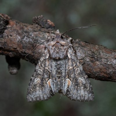 Dichonia convergens (pestroskvrnka hnědošedá), Žebětín
