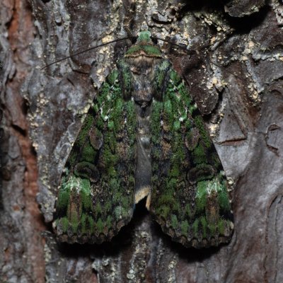 Anaplectoides prasina (osenice travní), NPR Radostínské rašeliniště