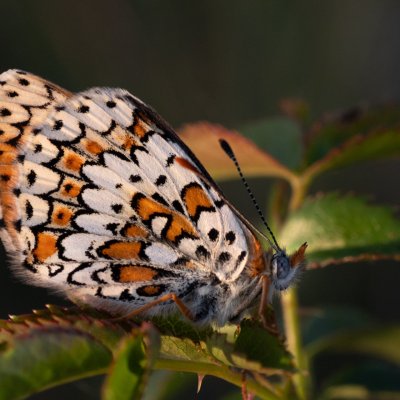 Melitaea cinxia (hnědásek kostkovaný), Havranické vřesoviště