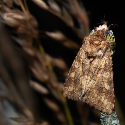 Conisania luteago (můra žlutavá), PR Turold