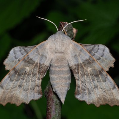 Laothoe populi (lišaj topolový), Hrabětice