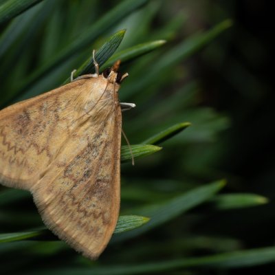 Ostrinia nubilalis (zavíječ kukuřičný), PP Černice