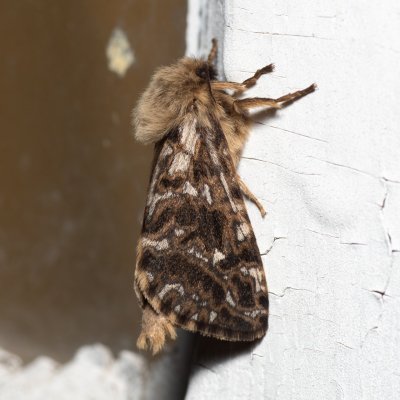 Pharmacis carna (hrotnokřídlec horský), SK, Štôla