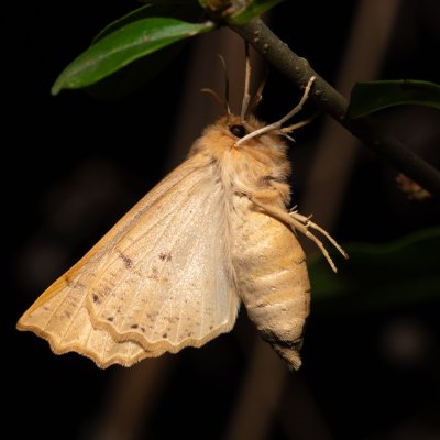 Crocallis elinguaria (zejkovec lesní), PR Kamenný vrch