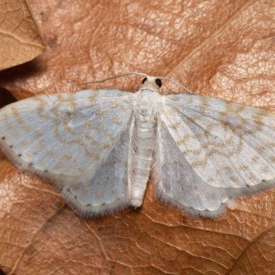 Asthena albulata (píďalka trnková), PP Kavky