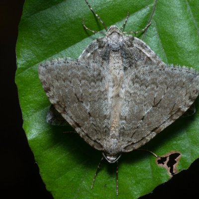 Epirrita sp., Žebětín