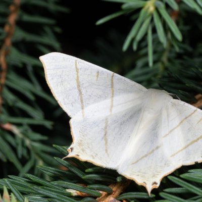 Ourapteryx sambucaria (zejkovec bezový), SK, Štôla
