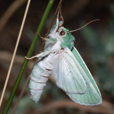 Calamia tridens (travařka zelená), PR Kamenný vrch
