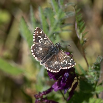 , GR, Makrades, Korfu