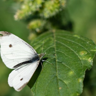 Pieris rapae (bělásek řepový), Žebětín