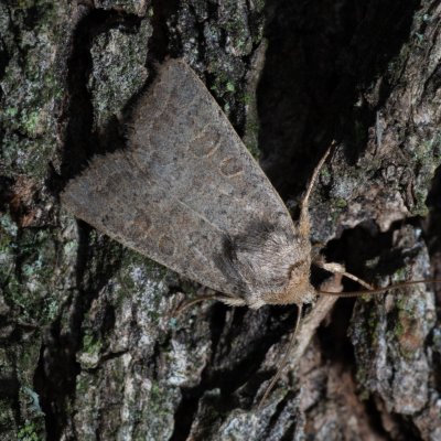 Hoplodrina ambigua (blýskavka jitrocelová), Žebětín