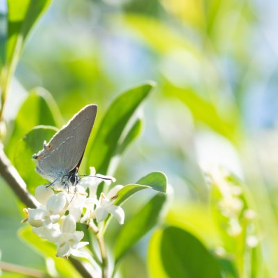 Satyrium acaciae (ostruháček kapinicový), NPR Mohelenská hadcová step