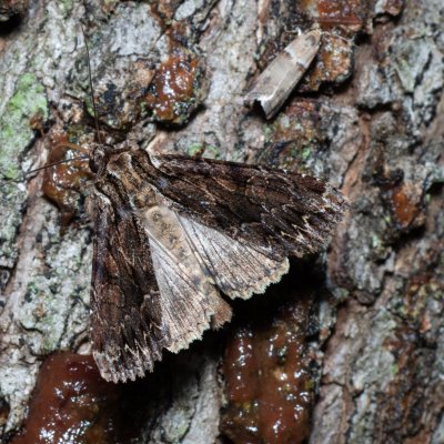 Apamea monoglypha (šedavka trávová), Žebětín