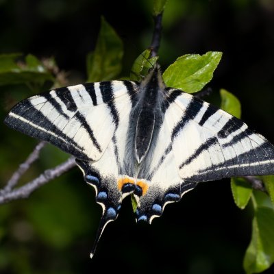 Iphiclides podalirius (otakárek ovocný), AT, Kreuzberg